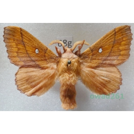 Odonestis pruni (Linnaeus, 1758) male Czech68g